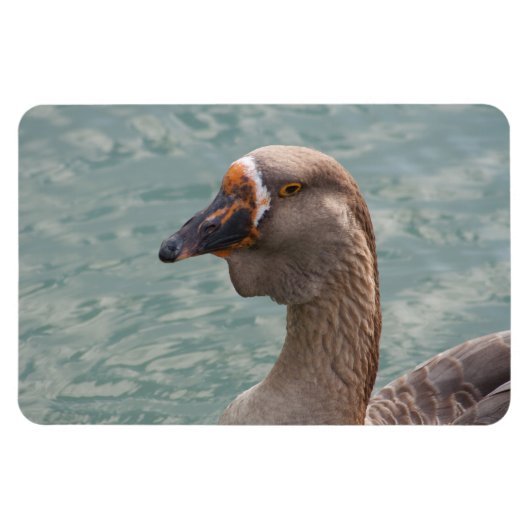 Toulouse Goose Magneet (Horizontaal)
