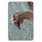 Toulouse Goose Magneet (Verticaal)