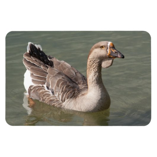 Toulouse Goose Magneet (Horizontaal)