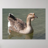 Toulouse Goose Poster (Voorkant)