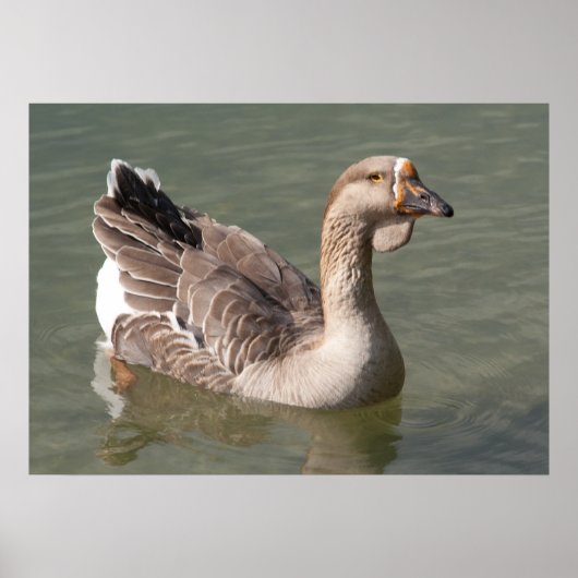 Toulouse Goose Poster (Voorkant)