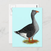 Toulouse Goose Tufted Briefkaart (Voorkant / Achterkant)