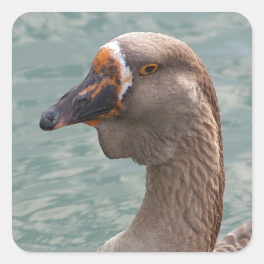 Toulouse Goose Vierkante Sticker (Voorkant)