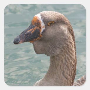 Toulouse Goose Vierkante Sticker