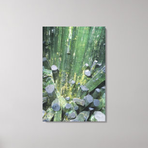 Tourmaline Elbaite kristallen op het Kwartz Canvas Afdruk