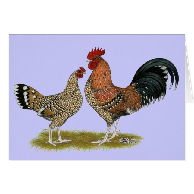 Tournaisis Bantams (Voorkant Horizontaal)