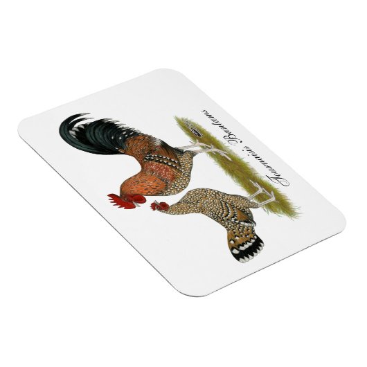 Tournaisis Bantams Magneet (Rechterzijde)