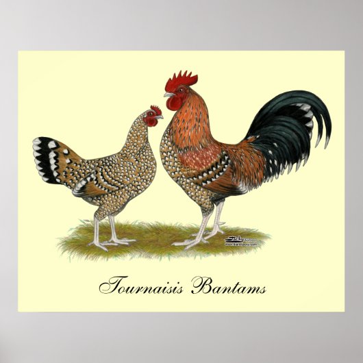 Tournaisis Bantams Poster (Voorkant)