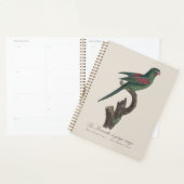 Tovi-parkiet, Brotogeris jugularis Planner (Display)