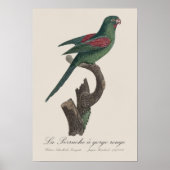 Tovi-parkiet, Brotogeris jugularis Poster (Voorkant)