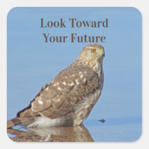 Toward Future Wild Raptor Bird Hawk Afstuderen