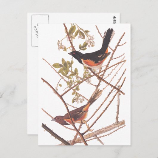 Towee Bunting Audubon Black en Oranje Song Birds Briefkaart (Voorkant / Achterkant)