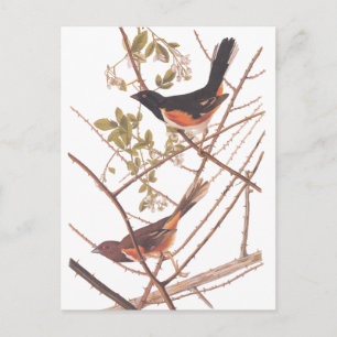 Towee Bunting Audubon Black en Oranje Song Birds Briefkaart