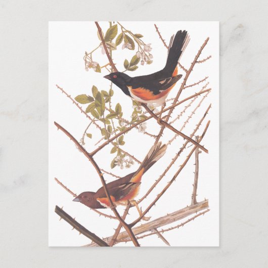 Towee Bunting Audubon Black en Oranje Song Birds Briefkaart (Voorkant)