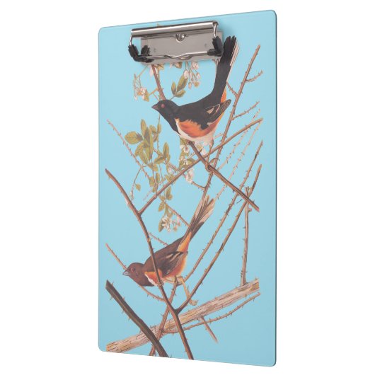 Towee Bunting Audubon Black en Oranje Song Birds Klembord (Links)