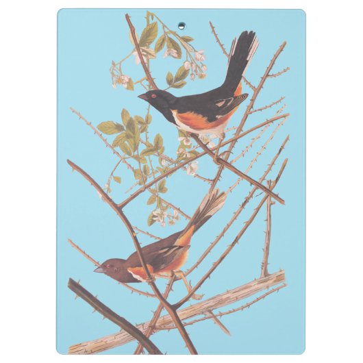 Towee Bunting Audubon Black en Oranje Song Birds Klembord (Achterkant)