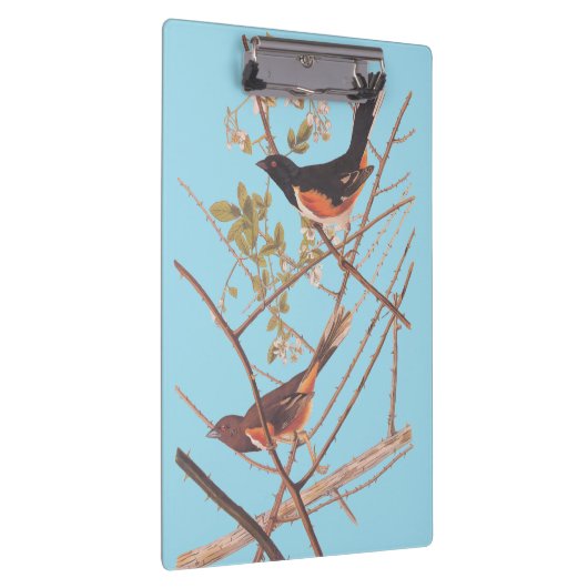 Towee Bunting Audubon Black en Oranje Song Birds Klembord (Rechts)