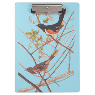 Towee Bunting Audubon Black en Oranje Song Birds Klembord