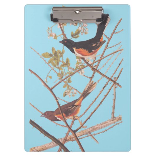 Towee Bunting Audubon Black en Oranje Song Birds Klembord (Voorkant)