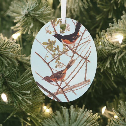Towee Bunting Audubon Black en Oranje Song Birds Metalen Ornament (Insitu)