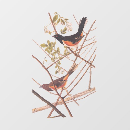 Towee Bunting Audubon Black en Oranje Song Birds Raamsticker (Vel)