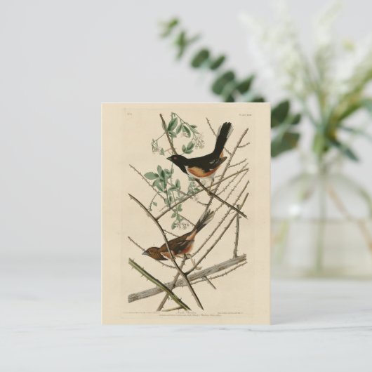Towee Bunting (Eastern Towee) van Audubon's vogels Briefkaart (Staand voorkant)