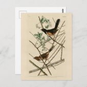 Towee Bunting (Eastern Towee) van Audubon's vogels Briefkaart (Voorkant / Achterkant)