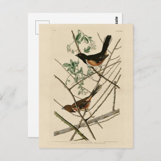 Towee Bunting (Eastern Towee) van Audubon's vogels Briefkaart (Voorkant / Achterkant)