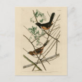 Towee Bunting (Eastern Towee) van Audubon's vogels Briefkaart (Voorkant)