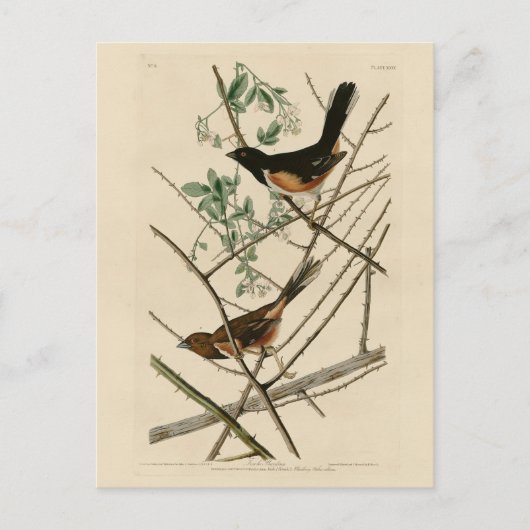 Towee Bunting (Eastern Towee) van Audubon's vogels Briefkaart (Voorkant)