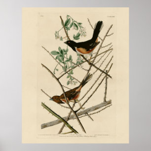 Towee Bunting (Eastern Towee) van Audubon's vogels Poster