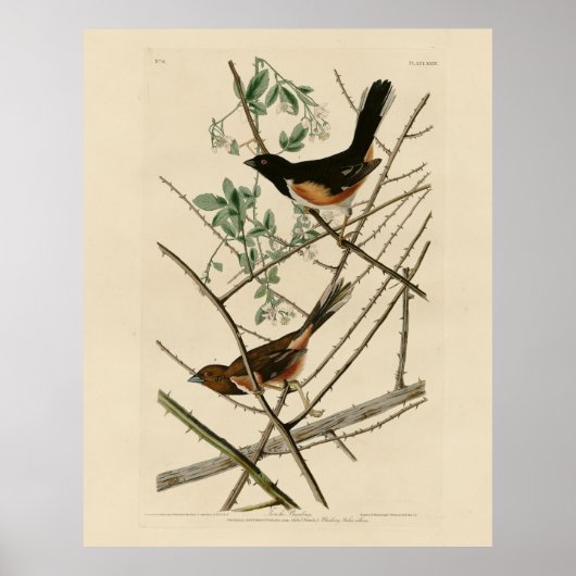Towee Bunting (Eastern Towee) van Audubon's vogels Poster (Voorkant)