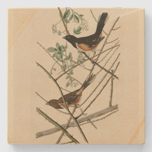Towee Bunting (Eastern Towee) van Audubon's vogels Stenen Onderzetter (Voorkant)