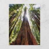 Towering Redwoods Briefkaart (Voorkant)