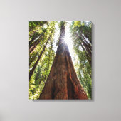 Towering Redwoods Canvas Afdruk (Voorkant)