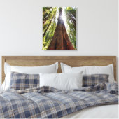 Towering Redwoods Canvas Afdruk (Insitu (Slaapkamer))
