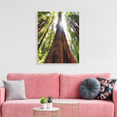Towering Redwoods Canvas Afdruk (Insitu (Woonkamer))