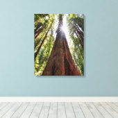 Towering Redwoods Canvas Afdruk (Insitu (Houten vloer))