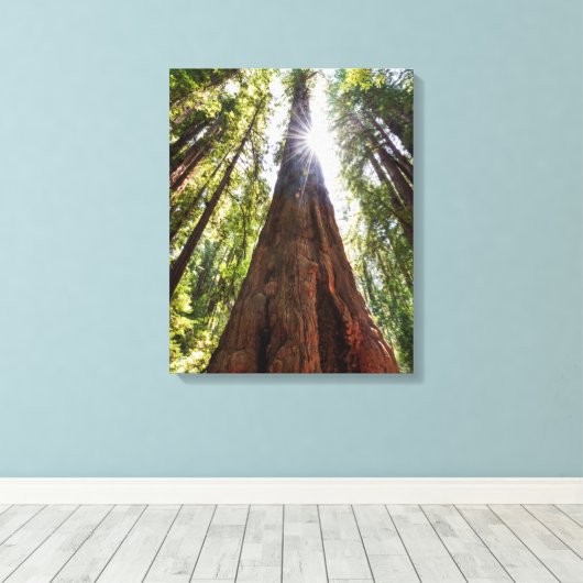 Towering Redwoods Canvas Afdruk (Insitu (Houten vloer))