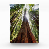 Towering Redwoods Fotoblokken (Voorkant)
