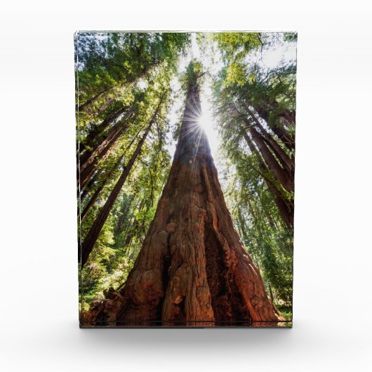 Towering Redwoods Fotoblokken (Voorkant)