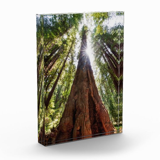 Towering Redwoods Fotoblokken (Links)