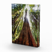 Towering Redwoods Fotoblokken (Rechts)