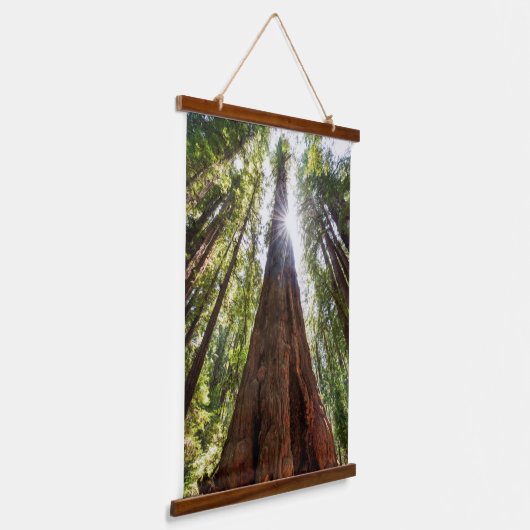 Towering Redwoods Hangend Wandkleed (Gebogen)