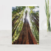 Towering Redwoods Kaart (Voorkant)