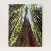 Towering Redwoods Legpuzzel (Verticaal)