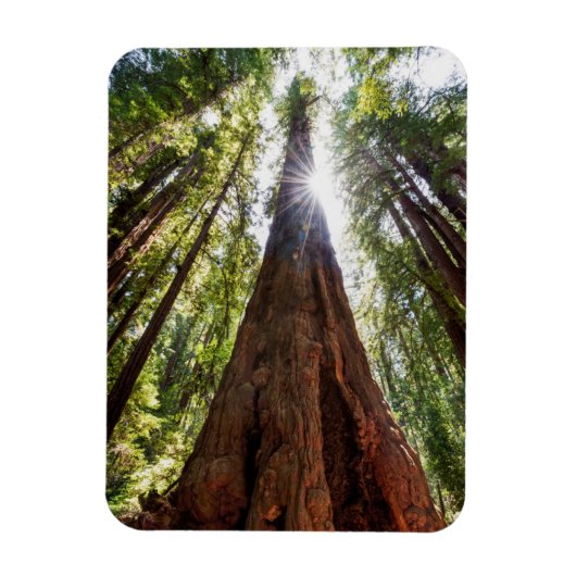 Towering Redwoods Magneet (Verticaal)