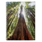 Towering Redwoods Notitieboek (Voorkant)
