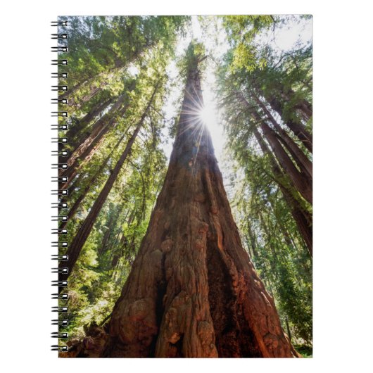 Towering Redwoods Notitieboek (Voorkant)