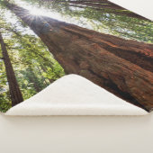 Towering Redwoods Sherpa Deken (3/4)